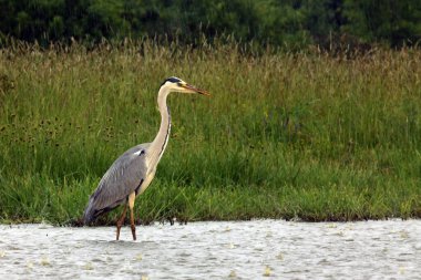 Gri balıkçıl (Ardea cinerea), yeşil arka planlı yoğun yağmurda sığ gölde yiyecek arıyor..