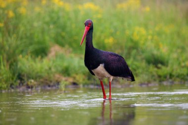 The black stork (Ciconia nigra) fishing in the shallow lagoon with a green background. A large black water bird with a red beak on long red legs in the water.