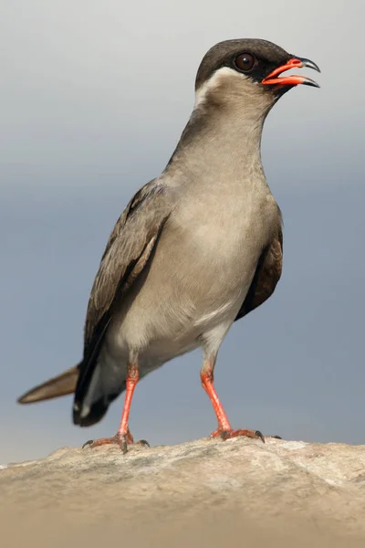 Roccia Pratincole Glareola Nuchalis Seduta Con Becco Aperto Una Pietra — Foto Stock