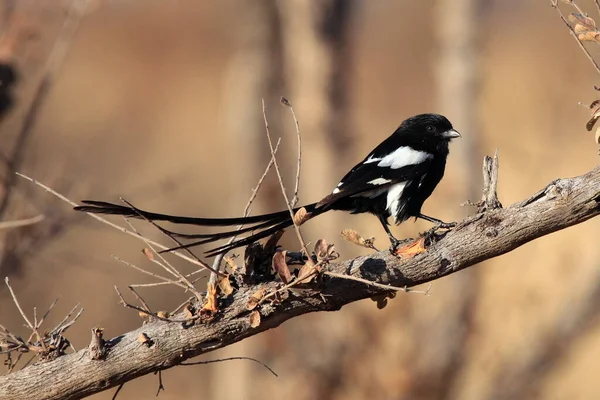 Den Magpie Shrike Urolestes Melanoleucus Även Känd Som Den Afrikanska — Stockfoto