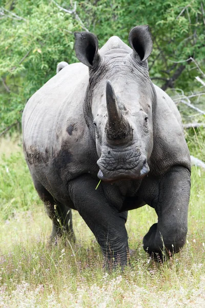 Білі Носороги Або Плоскокрилі Носороги Ceratotherium Simum Біжать Проти Фотографа — стокове фото