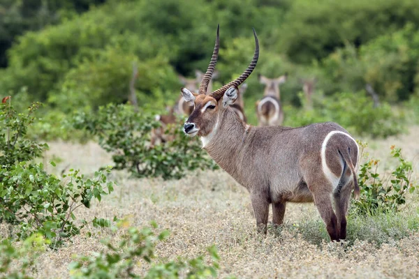 Waterbuck Kobus Psiprfus Крупный Самец Зеленой Саванне Большой Африканский Антилопа — стоковое фото