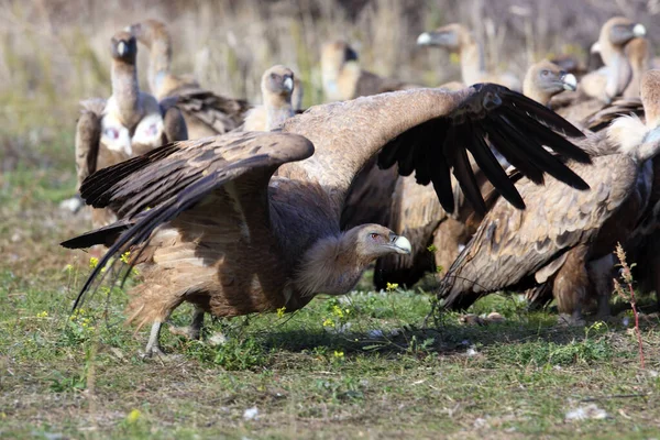 Abutre Griffon Gyps Fulvus Área Alimentação Grande Abutre Europeu Local — Fotografia de Stock