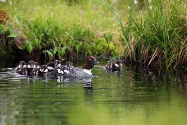 Common Goldeneye Bucephala Clangula Female Surface Green Scandinavian Lake Young — Stock Photo, Image