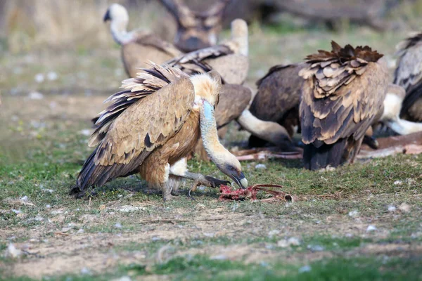 Griffon Vulture Gyps Fulvus Prey Background Other Vultures Large Vulture Stock Picture