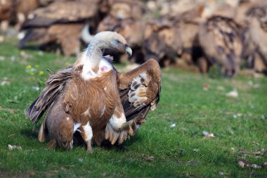 Griffon akbabası (Gyps fulvus) arka planda diğer akbabalar ile ganimetten bir yürüyüş