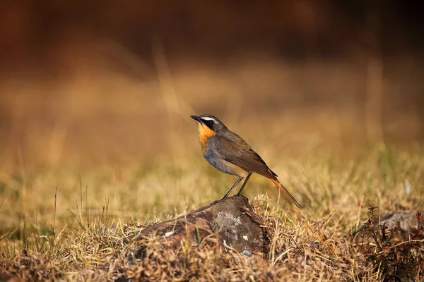 Cape Robin Chat Cossypha Caffra Kövön Barna Háttérrel Egy Kis — Stock Fotó