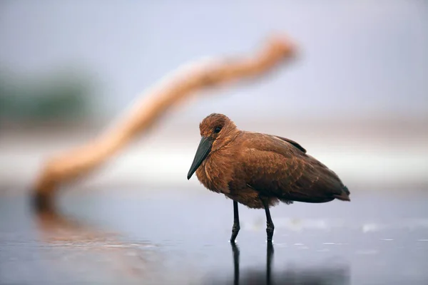 浅いラグーンのハマークプ スコパス ウンブレッタ 水の中に立つアフリカからの小さな茶色の水の鳥 — ストック写真