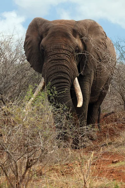 非洲丛林象 Loxodonta Africana 非常大的公牛 一头长着大象牙的大象站在干枯的灌木丛中 大笨蛋 — 图库照片