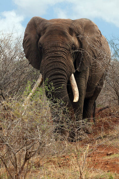 The African bush elephant (Loxodonta africana), very big bull. A huge elephant, with large tusks, stands in the dry bush. Big tuscker.
