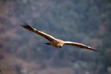 Griffon akbabası (Gyps fulvus), İspanyol dağlarının arka planında uzanan kanatlarıyla uçar..