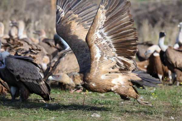 Griffon Vulture Gyps Fulvus Зоні Живлення Великий Європейський Гриф Місці — стокове фото