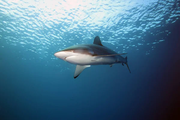 Tiburón Sedoso Carcharhinus Falciformis También Conocido Como Punto Negro Ballenero — Foto de Stock