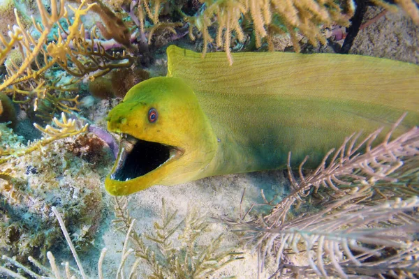 海底植物中的绿色沙地 金黄色葡萄球菌 绿鳗鱼 嘴张开 一条大鳗鱼的肖像 — 图库照片
