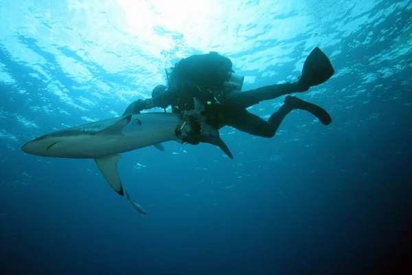 Шовкова Акула Carcharhinus Falciformis Плаває Трохи Нижче Поверхні Хвилястого Моря — стокове фото