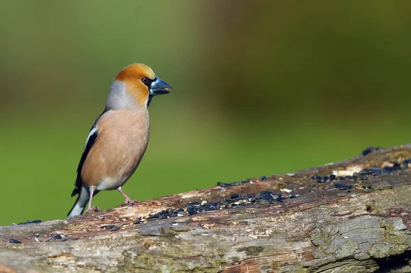 Coccothraustes Cothraustes 배경을 명금의 초상이다 먹이를 물갈퀴 — 스톡 사진