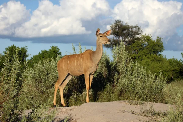 Większe Kudu Tragelaphus Strepsiceros Dorosła Samica Dużej Afrykańskiej Antylopy Stojąca — Zdjęcie stockowe