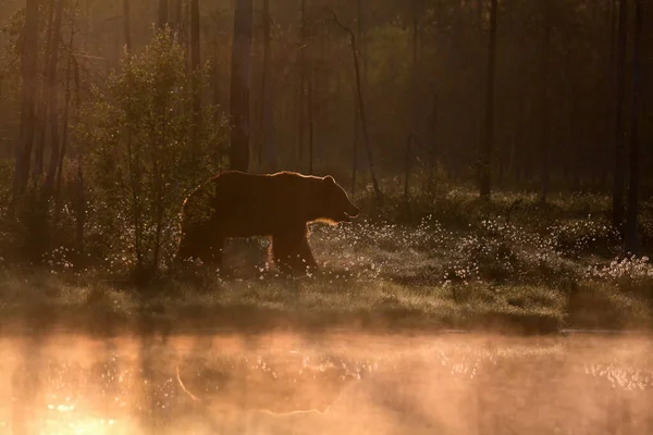 Das Große Männchen Des Braunbären Ursus Arctos Läuft Gegen Das — Stockfoto