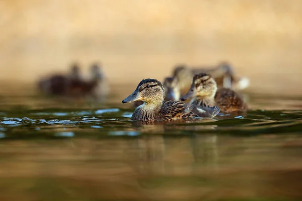 Mallard Wild Duck Anas Platyrhynchos Water Group Larger Ducklings Water — Stock Photo, Image