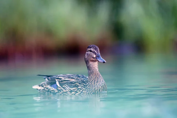 Female Mallard Wild Duck Anas Platyrhynchos Floating Foggy Morning Green — Stock Photo, Image