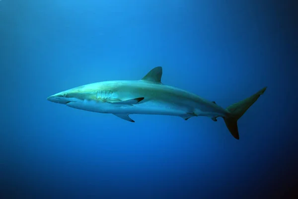 Tiburón Sedoso Carcharhinus Falciformis Flotando Justo Debajo Superficie Gran Tiburón — Foto de Stock