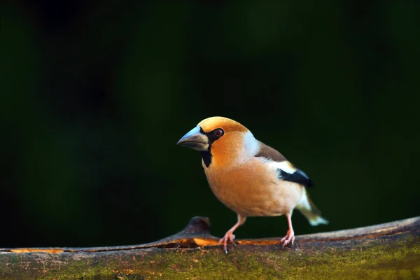 Şahin Ispinozu Coccothraustes Coccothraustes Dalda Oturmaktadır Çok Renkli Bir Avrupalı — Stok fotoğraf