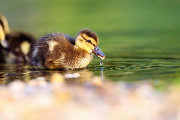 Mallard Wild Duck Anas Platyrhynchos Small Duck Feathers Water Small — Stock Photo, Image