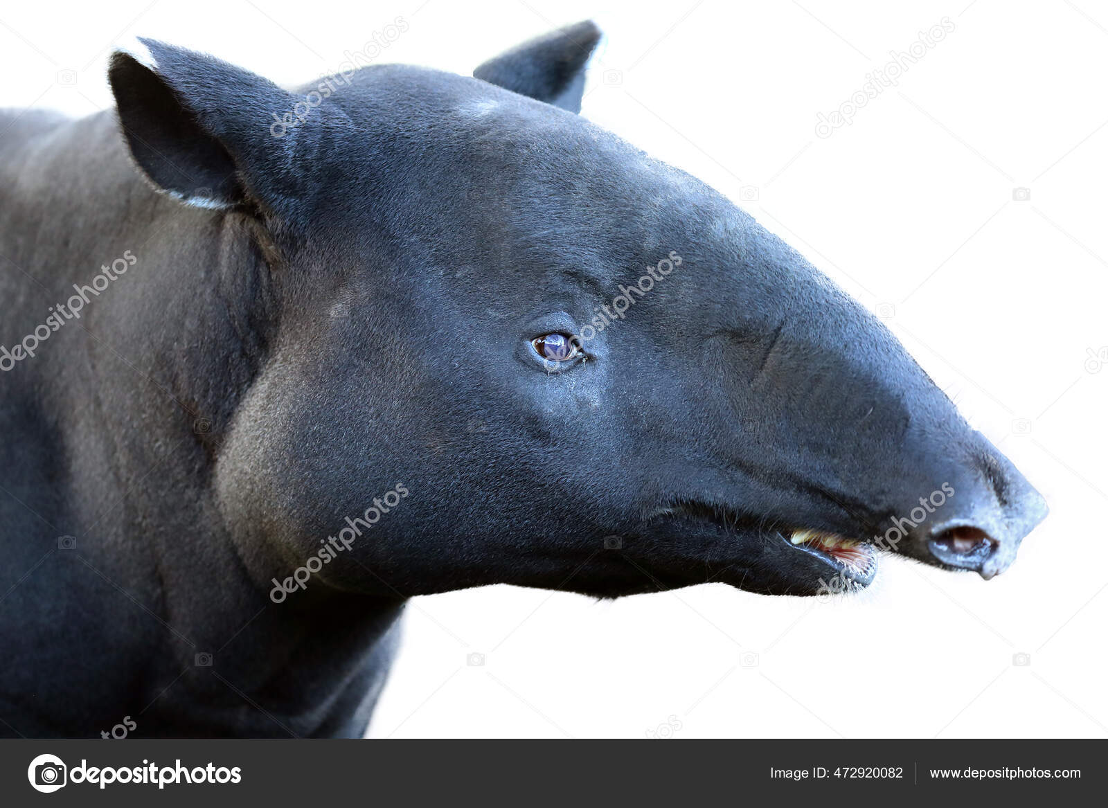 Animales Tapir Asiatico图库照片 免版税animales Tapir Asiatico图片 Depositphotos