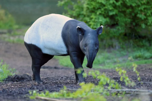 Tapir Malayo Acrocodia Indica También Llamado Tapir Asiático Asiático Oriental —  Fotos de Stock