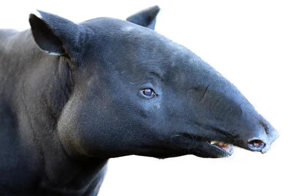 亚洲貘动物images Libres De Droit Photos De 亚洲貘动物 Depositphotos