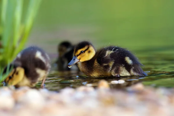 The mallard or wild duck (Anas platyrhynchos) a small duck with down feathers on the water. Small hairy ball. Duckling in the morning sun with green background.