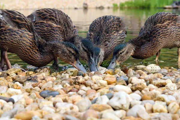 Mallard Wild Duck Anas Platyrhynchos Shore Group Larger Ducklings While — Stock Photo, Image