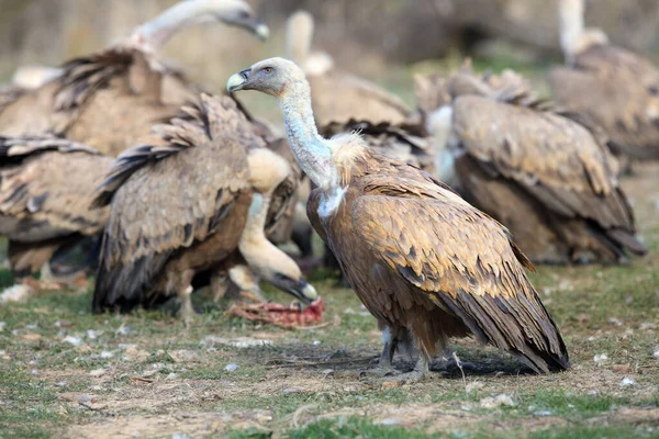 Griffon Vulture Gyps Fulvus Walking Loot Other Vultures Background Large — Foto de Stock