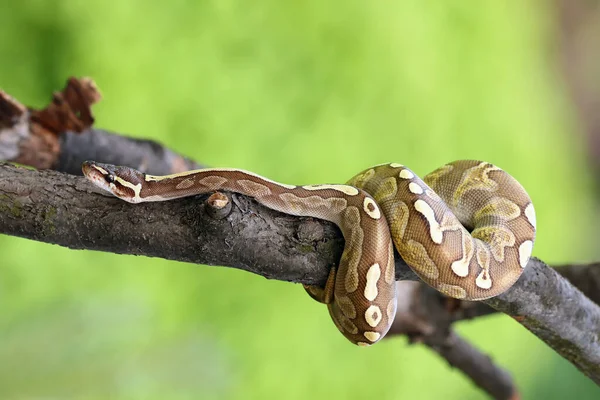 Die Königspython Python Regius Auch Kugelpython Genannt Liegt Verdreht Auf — Stockfoto