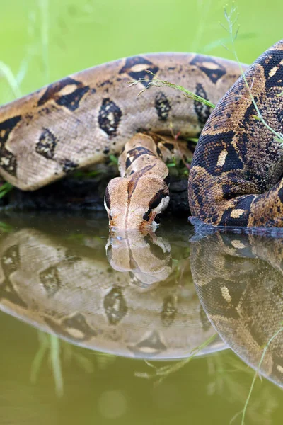 Constritor Boa Boa Constritor Também Chamado Bebedouro Cauda Vermelha Boa — Fotografia de Stock