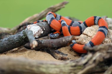 The gray-banded kingsnake (Lampropeltis alterna), sometimes referred to as the alterna or the Davis Mountain king snake lying among rocks with a green background. Orange-gray striped snake. clipart