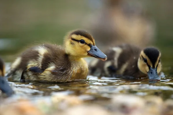 Mallard Wild Duck Anas Platyrhynchos Small Duck Feathers Water Small — Stock Photo, Image