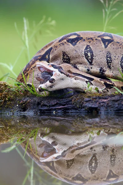 Boa Constrictor Boa Constrictor Also Called Red Tailed Common Boa — Stockfoto