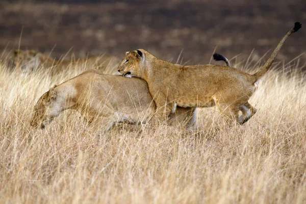 Leões Africanos Jovens Panthera Leo Brincam Grama Amarela Alta Jogo — Fotografia de Stock