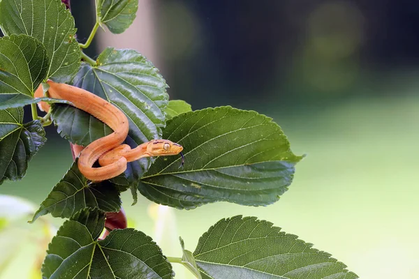 Corallus Hortulana Eller Corallus Enydris Ung Orm Ett Träd Med — Stockfoto