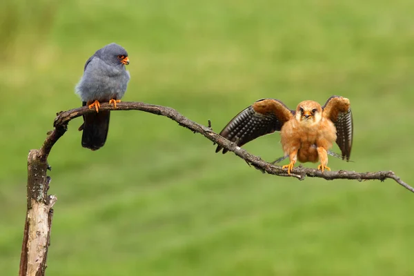 Red Footed Falcon Falco Vespertinus Pair Green Background Pair Small — Stock Fotó