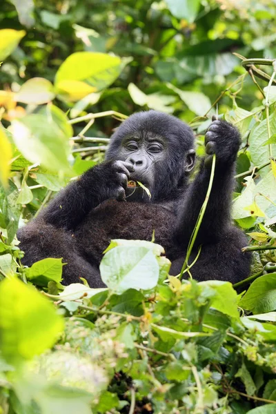 Gorille Montagne Gorilla Beringei Beringei Assis Sur Buisson Vert Petit — Photo