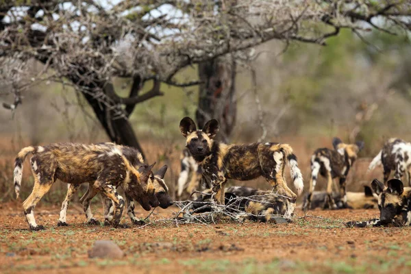 Afrika Vahşi Köpeği Lycaon Pictus Afrika Avlanan Afrika Boyalı Köpek — Stok fotoğraf