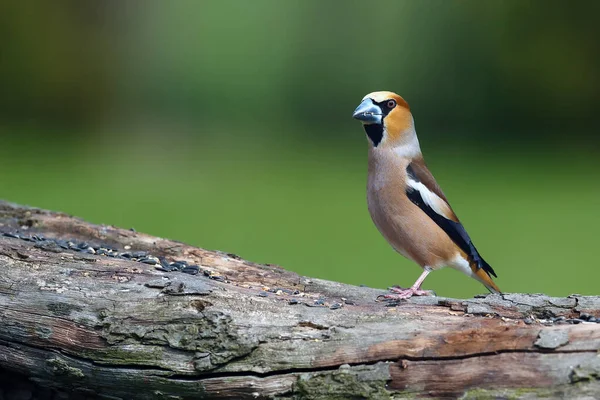 Hawfinch Coccothraustes Coccothraustes Sitting Branch Portrait Very Colorful European Songbird — Stock Photo, Image