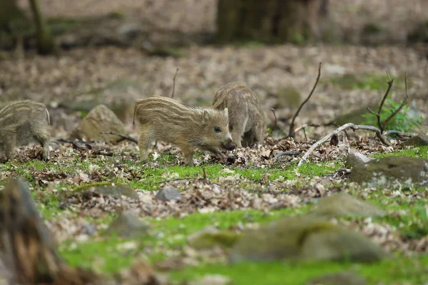 Jabalí Sus Scrofa También Conocido Como Cerdo Salvaje Cerdo Salvaje —  Fotos de Stock