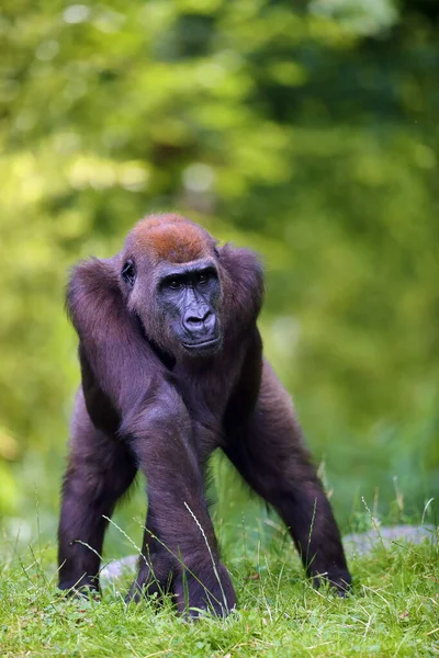 Gorille Des Plaines Ouest Gorilla Gorilla Debout Sur Une Colline — Photo