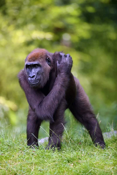 芝生の丘の上に立つ西部低地のゴリラ ゴリラゴリラ 監禁された若い猿 自然生息地の低地ゴリラ — ストック写真