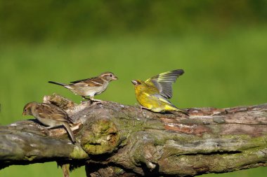 Ev serçesi (Passer domesticus) ve Avrupa yeşil ispinozu, veya sadece yeşil ispinoz (Chloris chloris chloris) besleyicinin yakınındaki bir dalda dövüşürler. Avrupalı bir ötücü kuşun tipik bir görüntüsü..