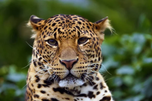 Jawajski Lampart Panthera Pardus Melas Trzeci Podgatunek Lamparta — Zdjęcie stockowe