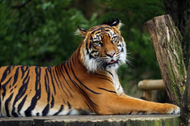 Sumatra kaplanı (Panthera tigris sumatrae) bazen tutsak genç bir kaplan olan Panthera tigris sondaica. Hayvanat bahçesindeki nadir bir kaplanın fotoğrafı..